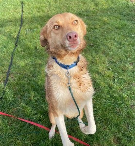 Andorra -lernwillig, leinenführig - in D