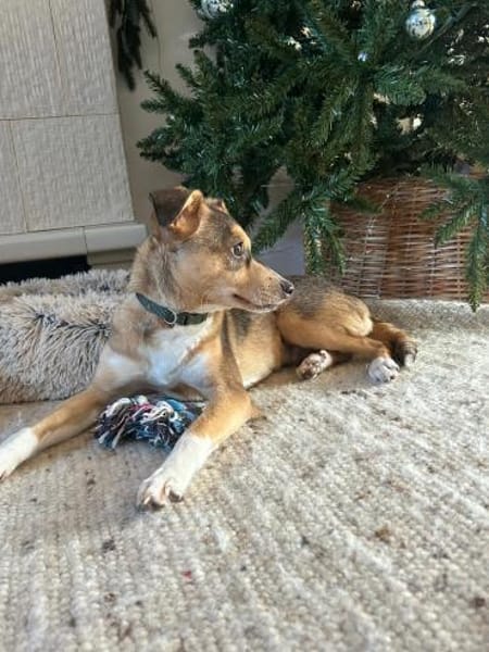 🌞 Felix  6 Monate kleiner Sonnenschein