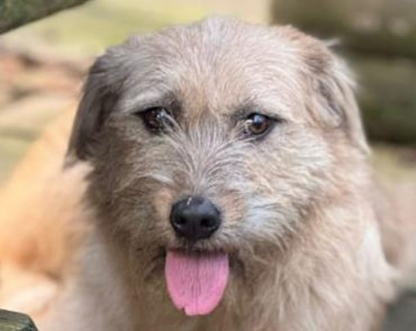 CONNY-hübsche, sanfte Hündin, 55 cm