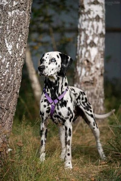 Hübsche Gloria sucht ihre Menschen
