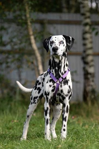 Hübsche Gloria sucht ihre Menschen