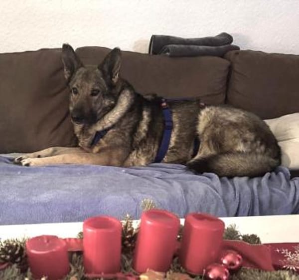 Hosé ich suche eine tolle Familie