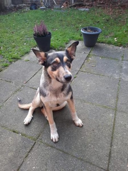 Junger Rüde -Lincoln-