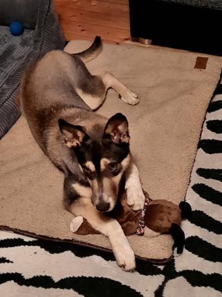 Junger Rüde -Lincoln-