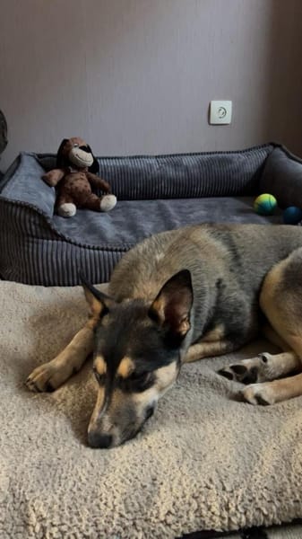 Junger Rüde -Lincoln-