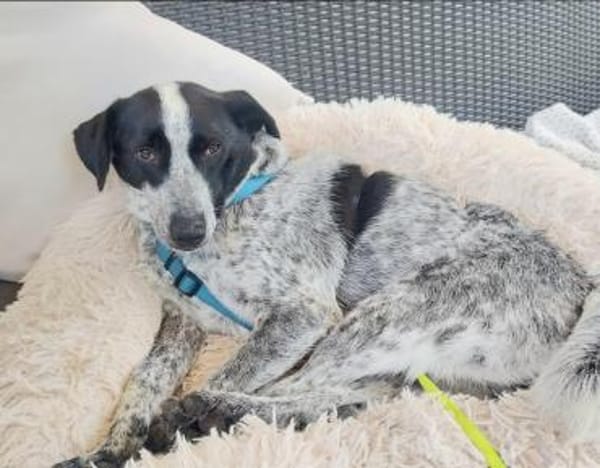 Queeny, freundliches Hundemädchen🍀