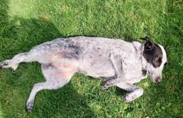 Queeny, freundliches Hundemädchen🍀