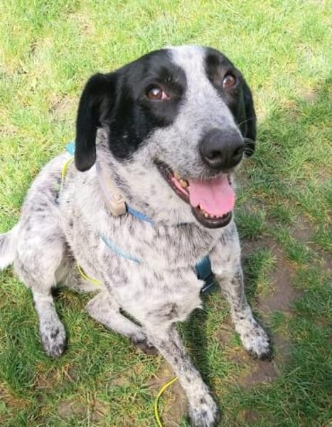 Queeny, freundliches Hundemädchen🍀