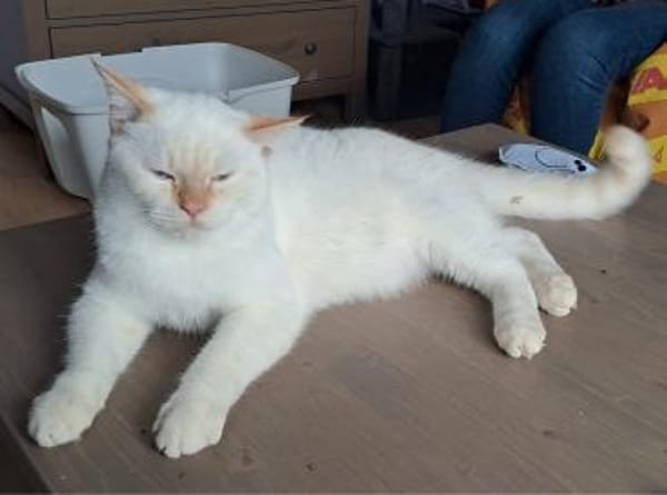 Espinho  junger Siam-Apricot-Mix