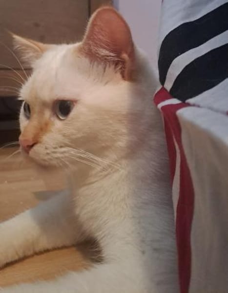 Espinho  junger Siam-Apricot-Mix