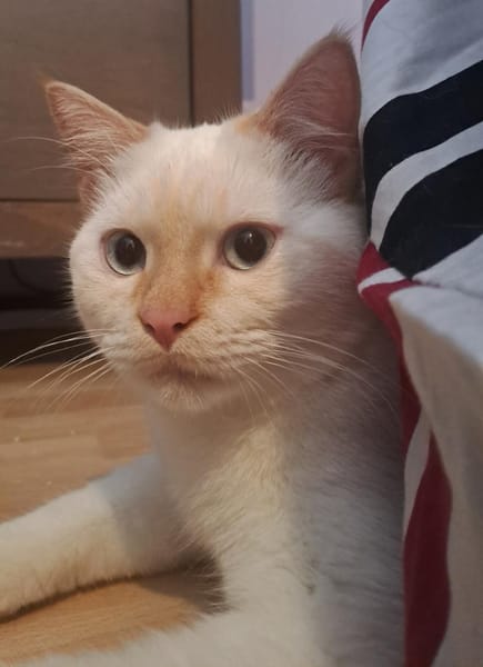 Espinho  junger Siam-Apricot-Mix