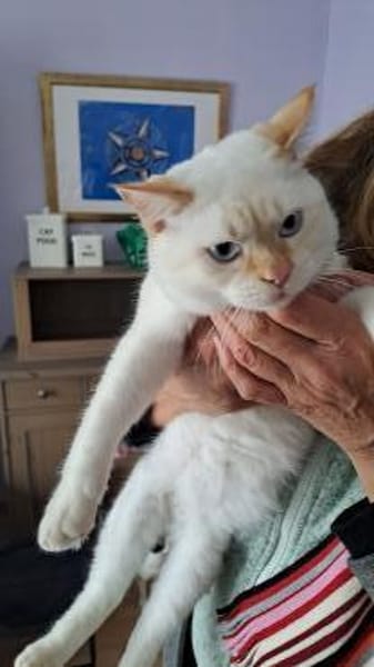 Espinho  junger Siam-Apricot-Mix