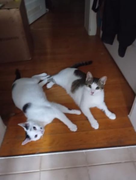 HILDA & BENNI  VERSPIELTES KATZENDUO