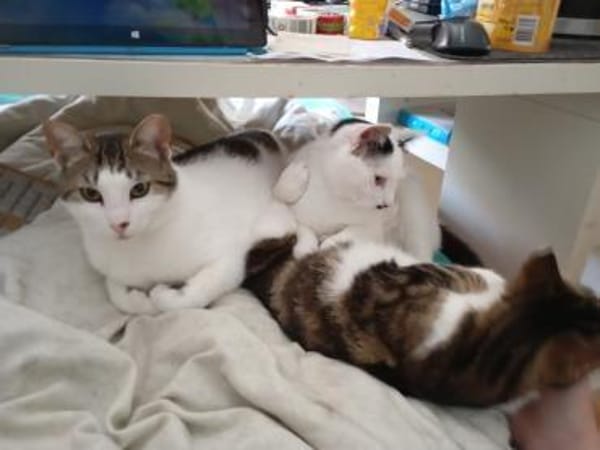 HILDA & BENNI  VERSPIELTES KATZENDUO