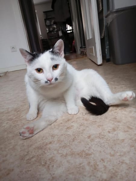 HILDA & BENNI  VERSPIELTES KATZENDUO