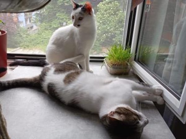 HILDA & BENNI  VERSPIELTES KATZENDUO