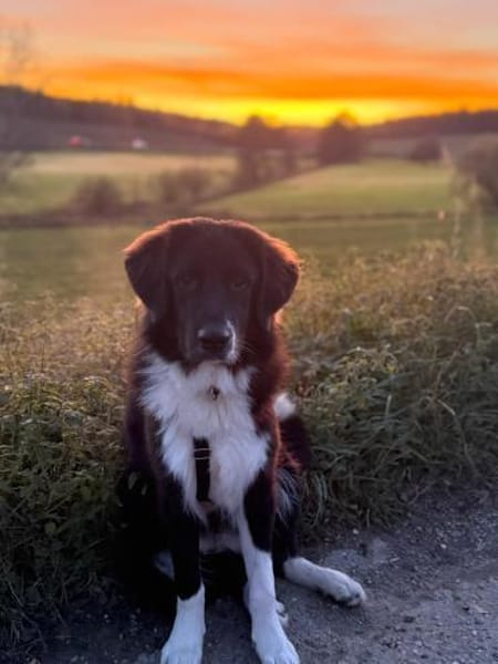 Dringend Zuhause gesucht