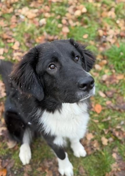 Dringend Zuhause gesucht