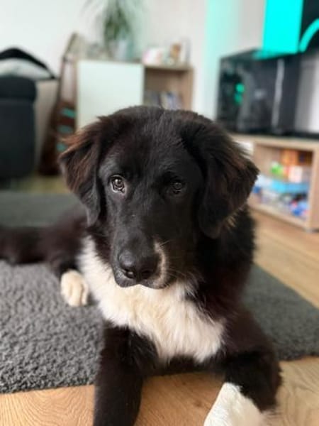 Dringend Zuhause gesucht