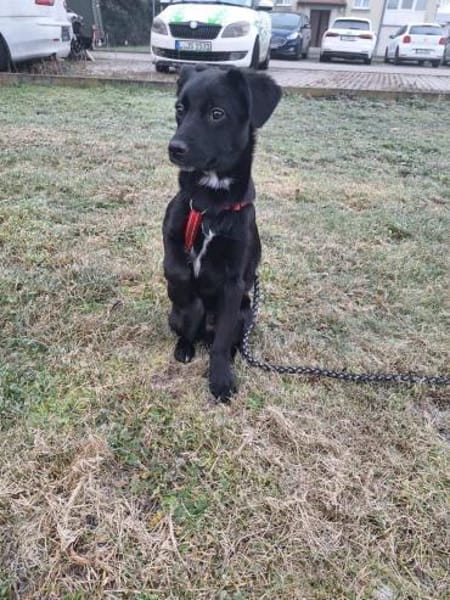 verschmuster, menschenfreundlicher Duke