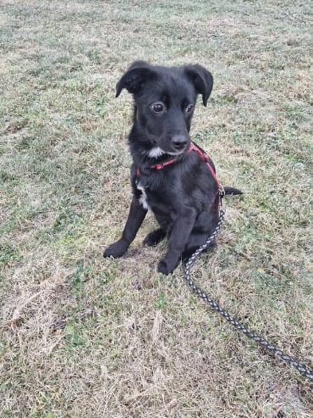 verschmuster, menschenfreundlicher Duke