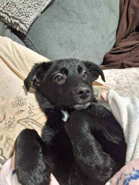 verschmuster, menschenfreundlicher Duke