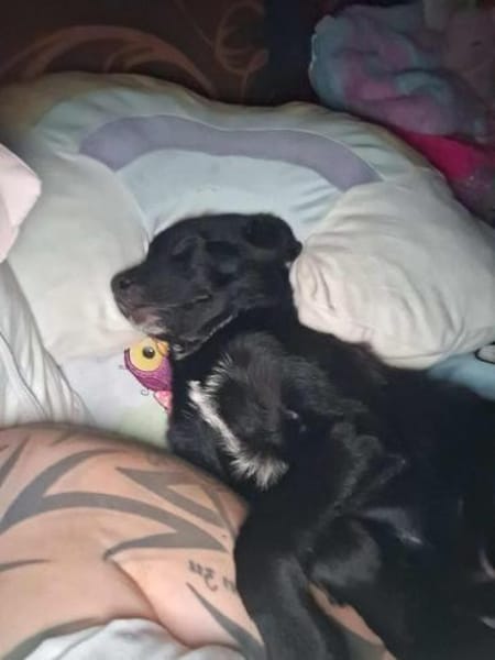 verschmuster, menschenfreundlicher Duke