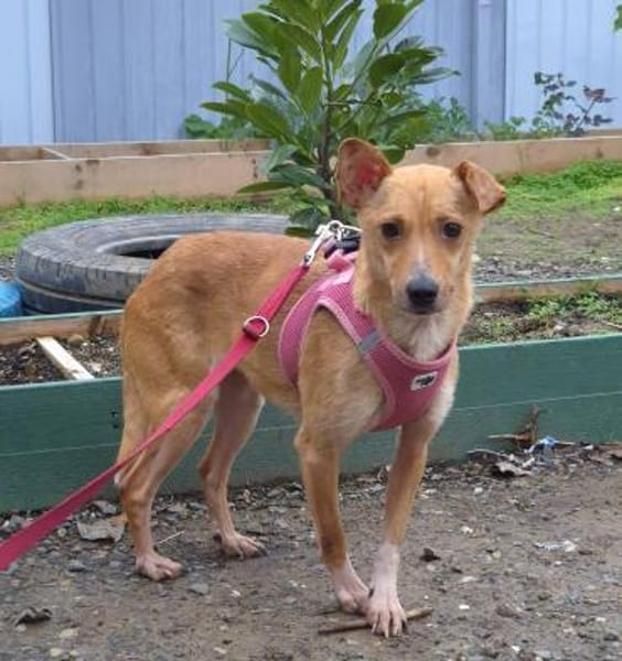 Hazel - tolle Hündin sucht