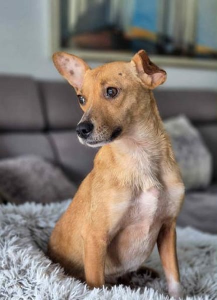 Hazel - tolle Hündin sucht