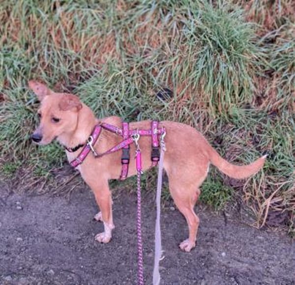 Hazel - tolle Hündin sucht