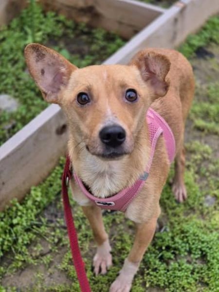 Hazel - tolle Hündin sucht