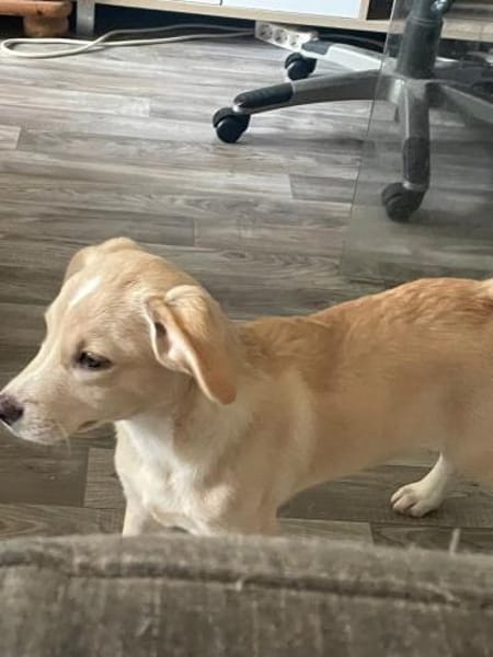 Kleiner Yaro🌺sucht liebevolles Zuhause