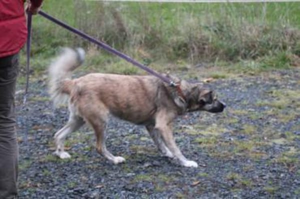 Minka - sehr zutraulich u. kinderlieb