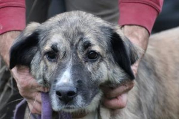 Minka - sehr zutraulich u. kinderlieb