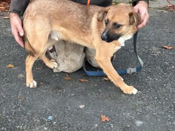 Chilly - verspielter Jungrüde