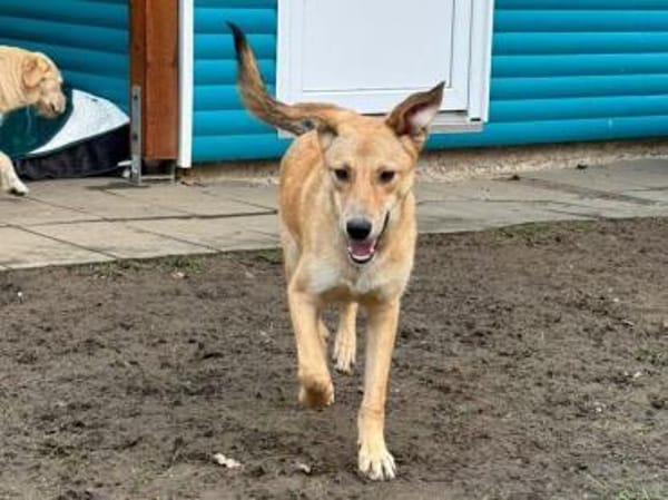 GORBI-ein richtiger Goldschatz, 52 cm