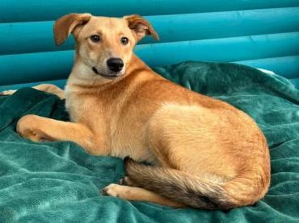 GORBI-ein richtiger Goldschatz, 52 cm