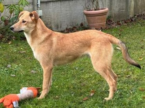 GORBI-ein richtiger Goldschatz, 52 cm