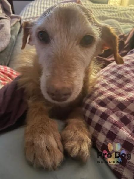 Bilbo auf Pflegestelle