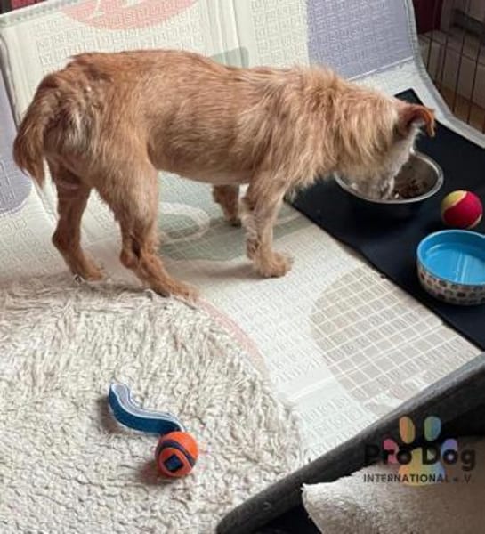 Bilbo auf Pflegestelle