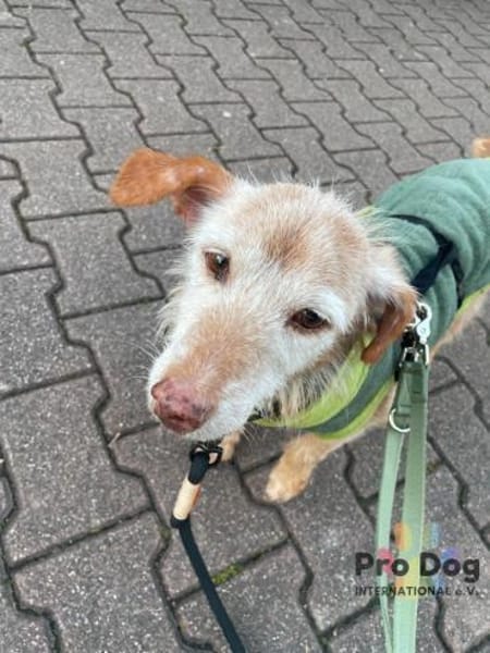 Bilbo auf Pflegestelle