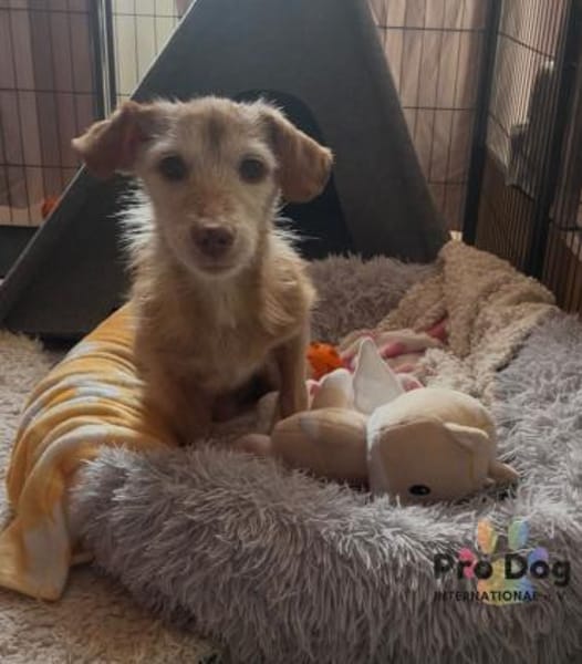 Bilbo auf Pflegestelle