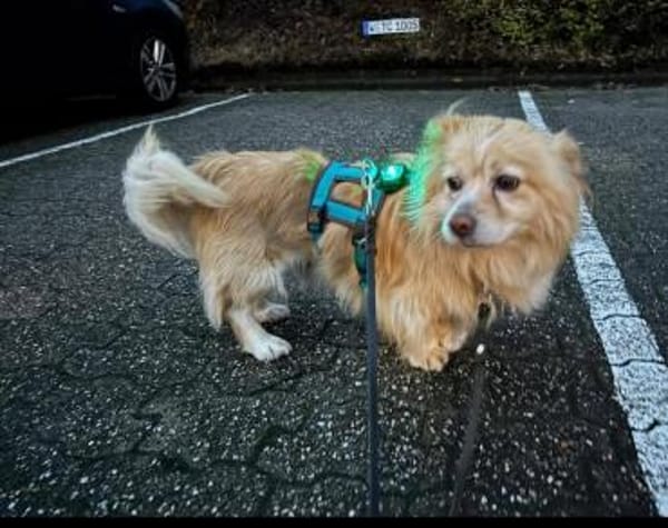 Legolas, kleiner Herzensbrecher