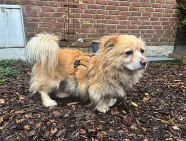 Legolas, kleiner Herzensbrecher