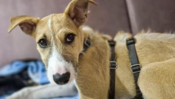 Lia - zauberhafte junge Hündin