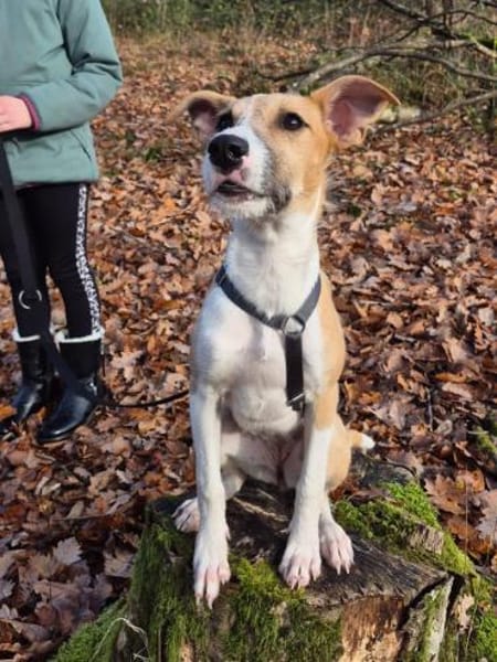 Lia - zauberhafte junge Hündin