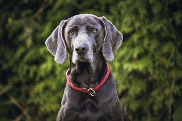 Aramis, stattlicher Weimaranerrüde