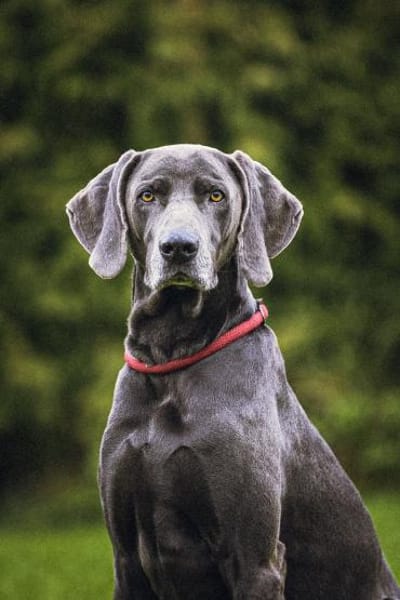 Aramis, stattlicher Weimaranerrüde