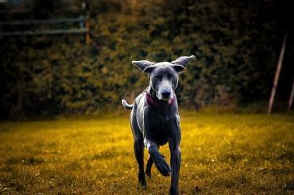 Aramis, stattlicher Weimaranerrüde