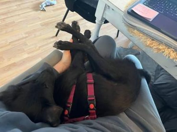 CHICO-wunderschöner Jung-Rüde, 38cm(w)